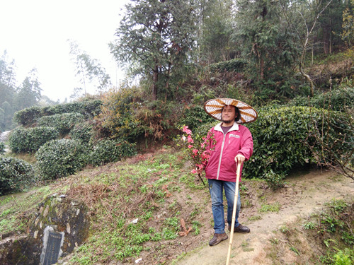 田信國為拍攝茶園采來幾支映山紅_副本.jpg